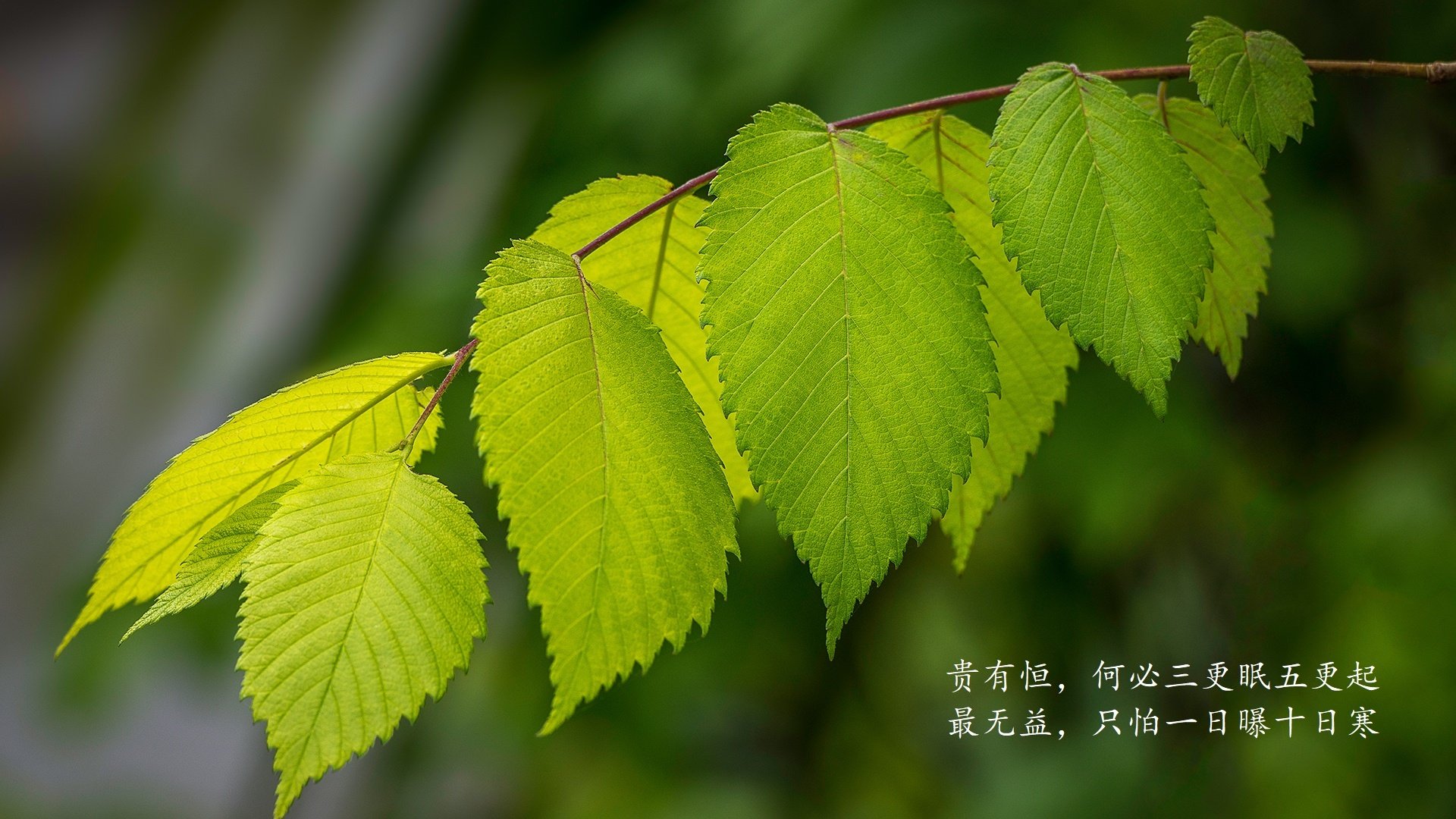 俱乐部球员转会是否存在利益冲突，足球俱乐部转会规则