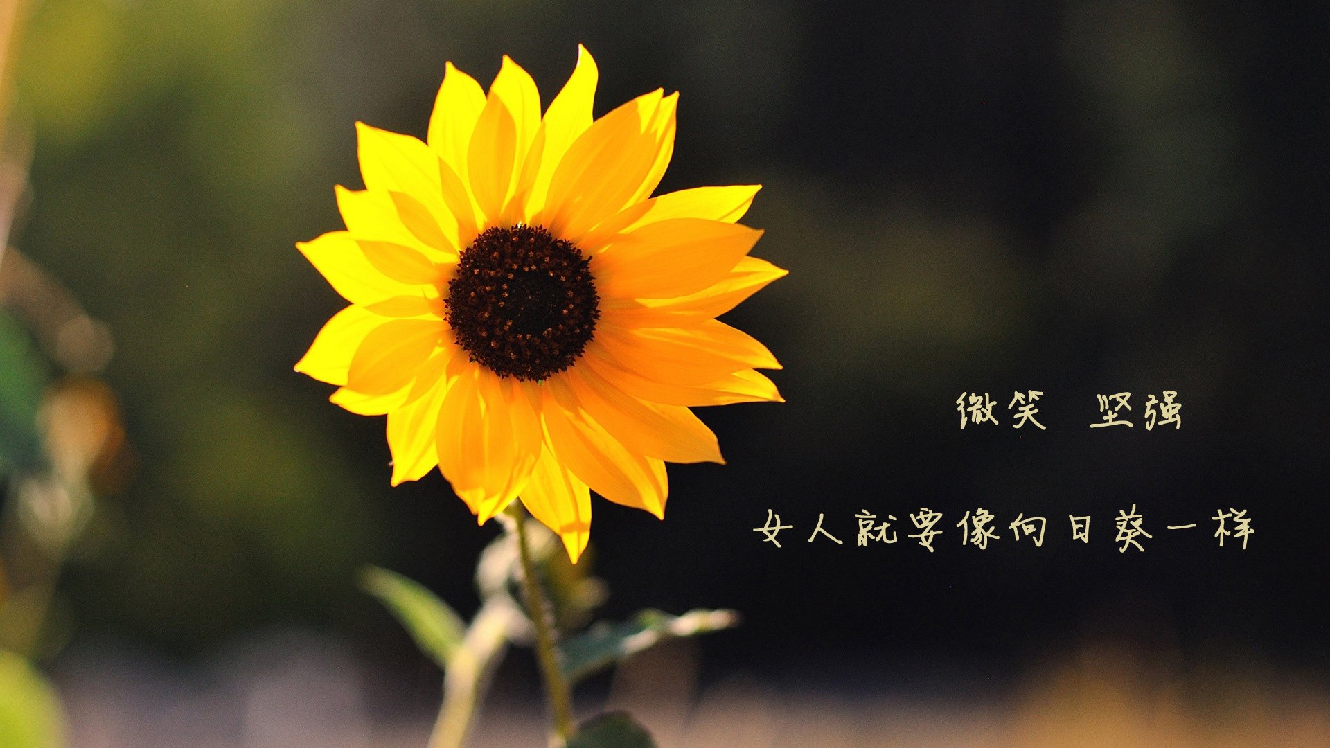 KAIYUNAPP-年轻边后卫是否应优先培养传中质量，当今足坛年轻右后卫