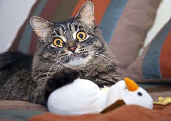 印度乒乓赛制深度解析：如何激发本土选手潜力，印度世乒赛