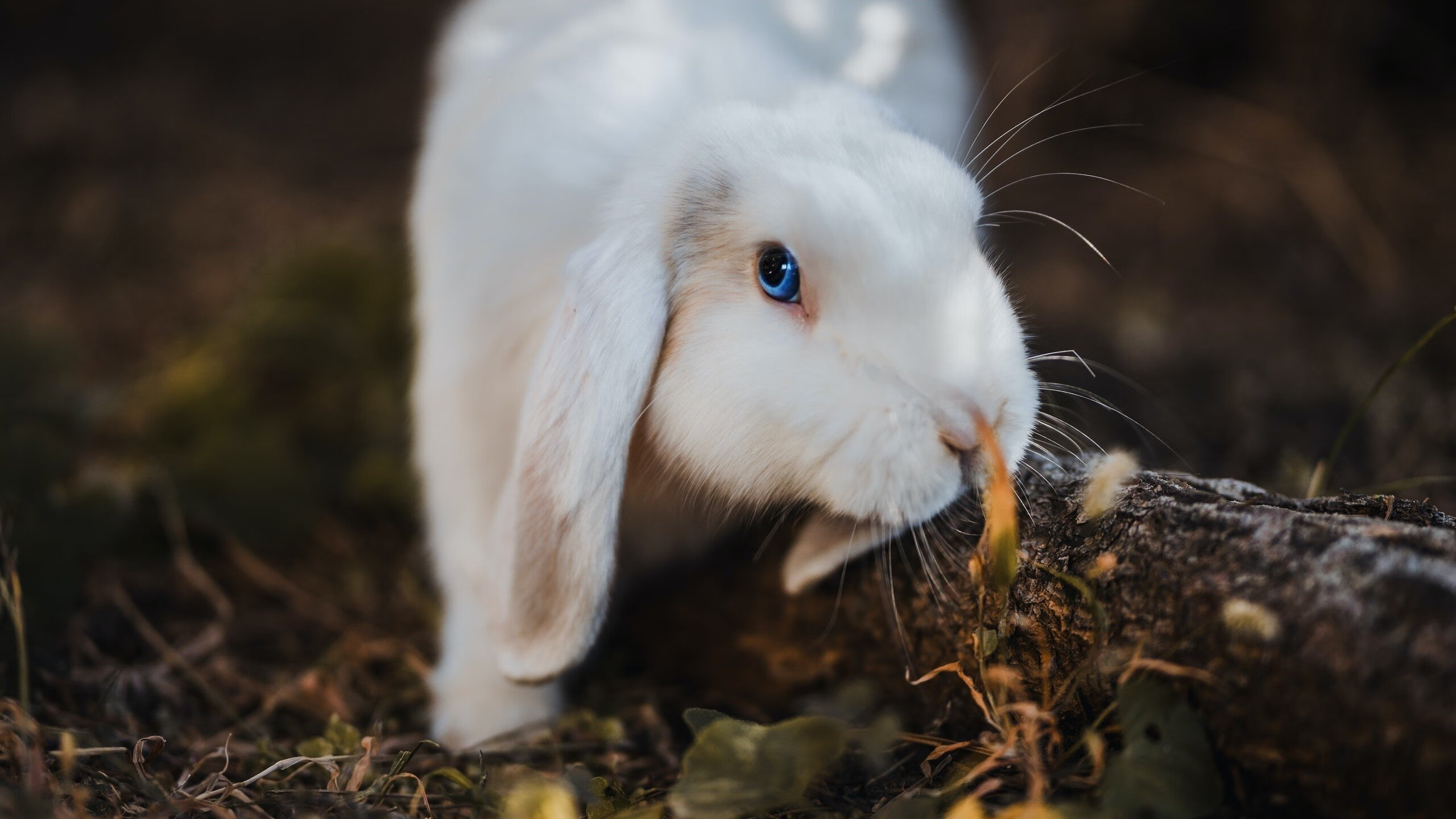 kaiyun中国官方网站-波兰女篮在欧洲锦标赛中展现出色实力，期待夺牌，波兰队欧洲杯战绩