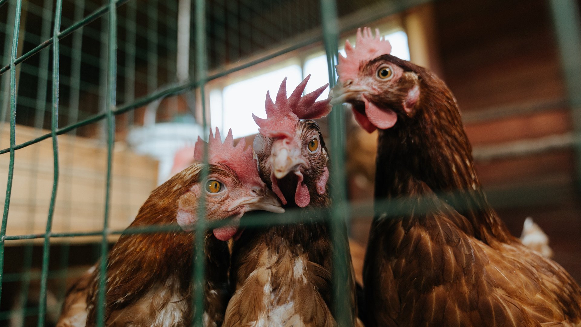 福特：凭借坚实的防守与细腻的传球技巧，成为全黑队的战术支柱