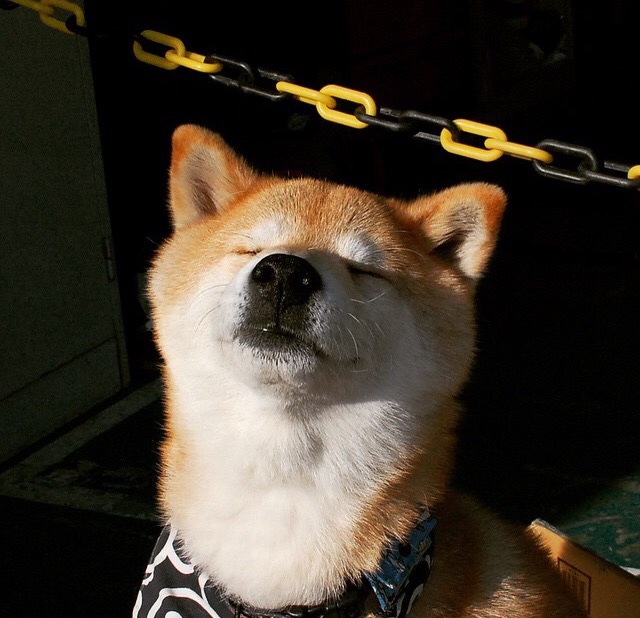 越南女篮在亚洲锦标赛上耀眼亮相，争夺奥运门票