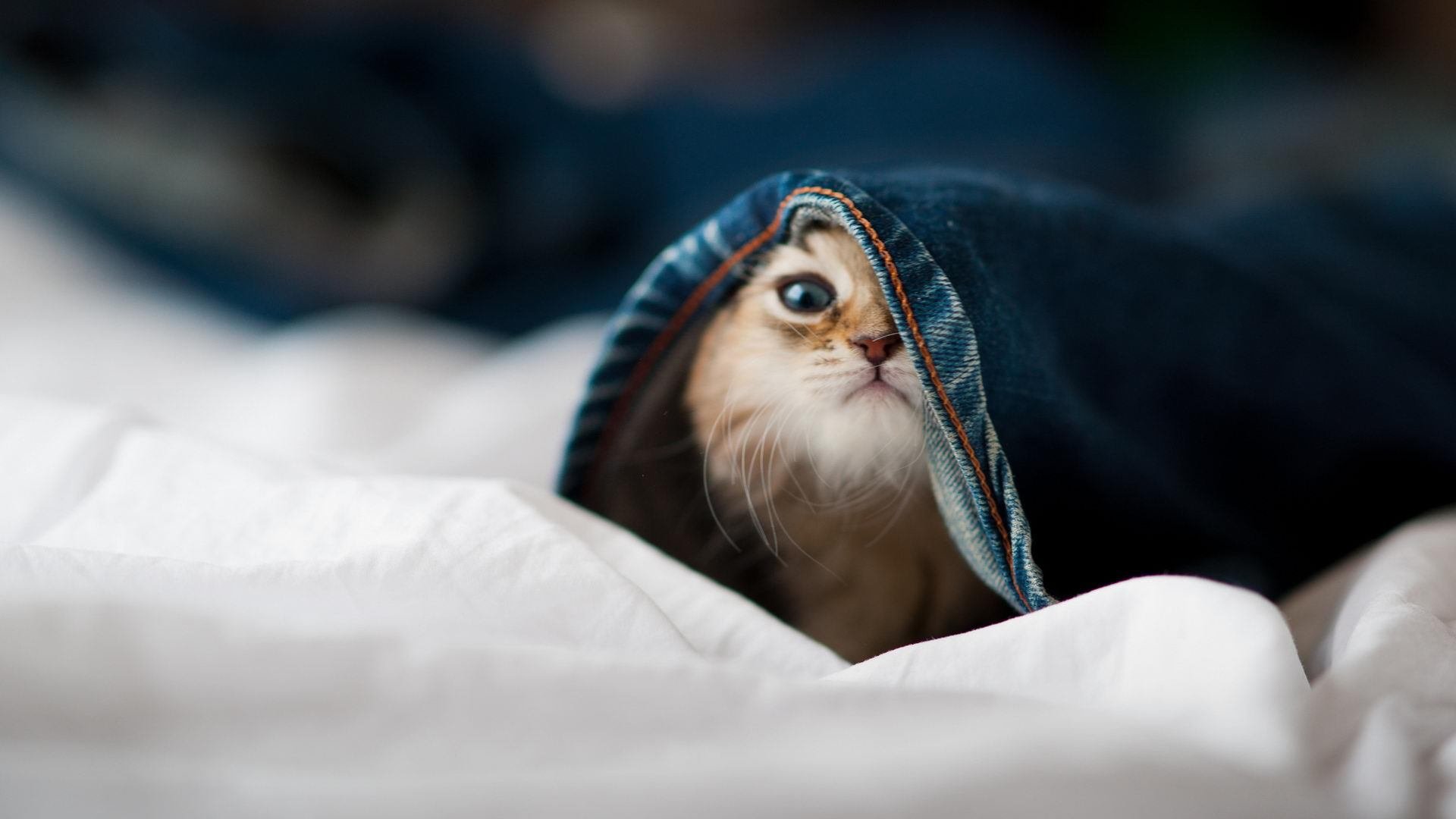 Kaiyun官方登录入口-跳水动作流畅奥地利再获高分，澳大利亚的跳水运动员