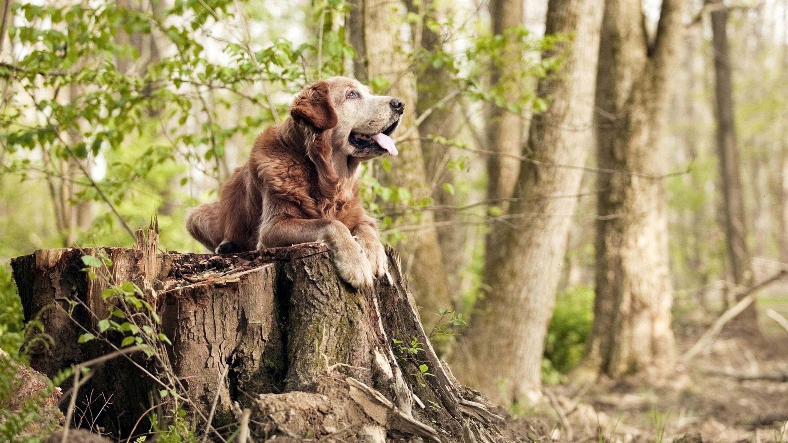 kaiyun 开云体育-里奇·麦考的无畏精神激励了全黑队的一代又一代球员，里奇麦考橄榄球