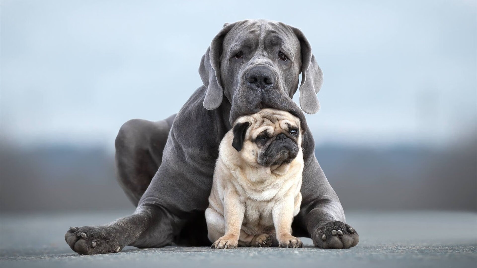 陈艺文稳如泰山力保中国荣誉，陈艺文比赛视频